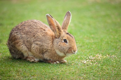 Adopt a Rabbit for Your Garden Image